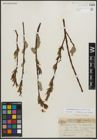 Foto von Salix planifolia Pursh